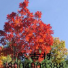 大量！遼中櫟 柞樹 棹樹蒙古礫五角 五角楓球 叢生五角風 蒙古櫟