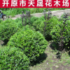 大量供應露地球形水蠟球 綠色叢生水蠟直供 園林植物水臘堆批發