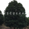 八月桂