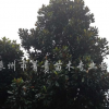 廣玉蘭