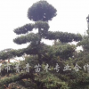 羅漢松