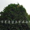 桂花
