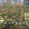 紅王子錦帶花