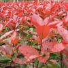 紅葉石楠