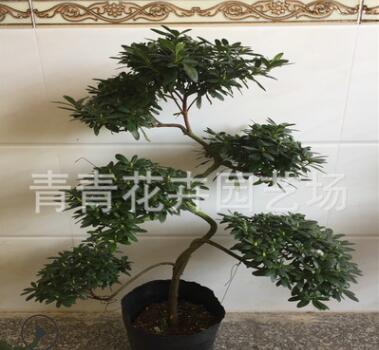 福建花卉永?；ɑ苷胸斶M寶杜鵑花造型盆景室內四季盆栽懸崖盆景