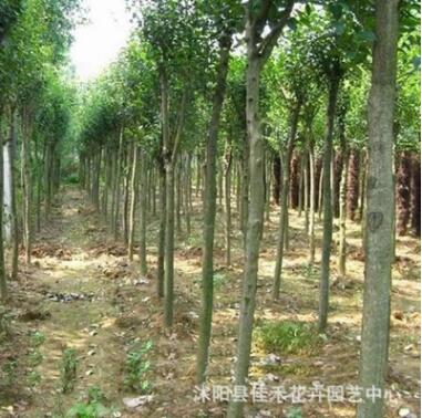 基地直供大葉女貞樹 速生大葉女貞苗木 工程綠化樹木行道樹