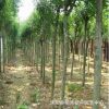 基地直供大葉女貞樹 速生大葉女貞苗木 工程綠化樹木行道樹