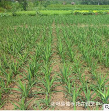 園林綠化苗木劍麻樹 基地直銷劍麻小苗四季常青