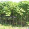 基地直銷工程綠化樹苗圃七葉樹小苗 庭院綠化行道樹