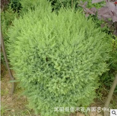 批發檜柏小苗 四季常青綠化檜柏小苗 規格齊全