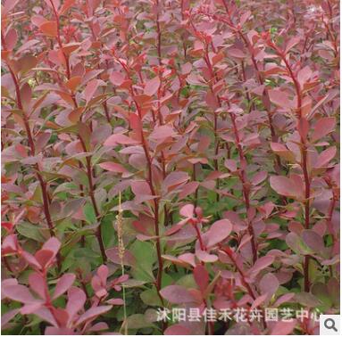 紅葉小襞 大量批發(fā) 庭院色塊紅葉小檗苗 規(guī)格齊全