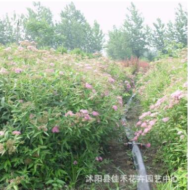 苗圃供應(yīng)金山繡線菊 園林地被觀花植物繡線菊苗規(guī)格齊全