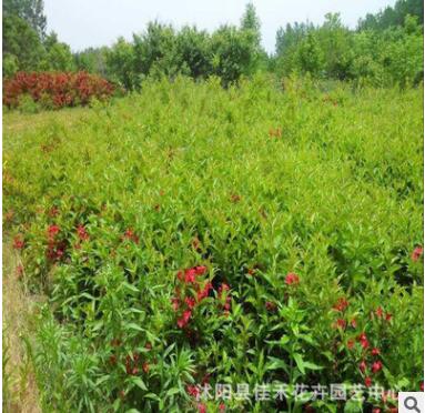 紅王子錦帶苗批發 工程綠化園林觀花植物 耐寒耐旱苗木