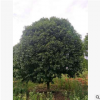 桂花樹園林植物桂林產(chǎn)地桂花樹大桂花苗木桂林產(chǎn)地四季桂花樹