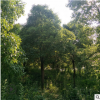 園林植物園林綠化苗木風(fēng)景樹庭蔭樹香樟樹苗露地種植
