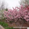櫻花樹苗批發 出售日本晚櫻花樹苗嫁接苗 景觀園林種植