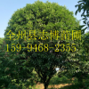 廣西精品桂花樹桂林產(chǎn)地桂花樹批發(fā)量大價(jià)優(yōu)