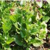 大葉木耳菜種子 陽臺庭院爬藤菜籽盆栽易種春播蔬菜種子