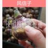 批發(fā)熱賣花卉種球 風(fēng)信子種球 室內(nèi)盆栽土培水培植物