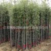 紫竹苗低價(jià)批發(fā)庭院圍墻裝飾竹子苗 竹類植物紫竹盆栽行道綠籬
