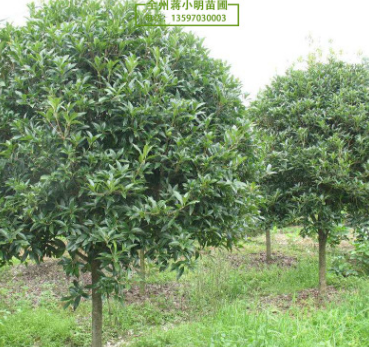 供應廣西桂花樹 大桂花樹 15-18公分桂花樹 八月桂 桂林產地直發