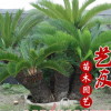基地直銷鐵樹 多本叢生鐵樹 樹型優美 庭院別墅園林綠化 大量供應