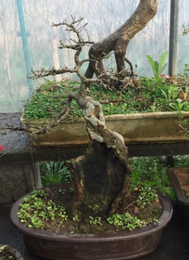 供應造型榆樹盆栽，抱石榆樹