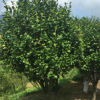 大茶花樹福建大紅茶花高檔別墅盆景茶花九轉(zhuǎn)大紅25年大樹11公分