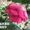 大富貴茶花 福美人 花大紅色 重瓣型 名貴茶花庭院直徑3-4公分