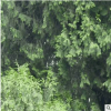 綠化工程 松樹小苗 掃墓松 各種規格