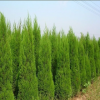 大量現(xiàn)貨濕地松樹苗批發(fā) 大型基地苗木植樹選林專用濕地松特價