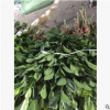 基地種植枝葉直銷大把的
