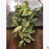 【基地直供】室內盆栽花卉 凈化空氣 觀賞植物 星點木