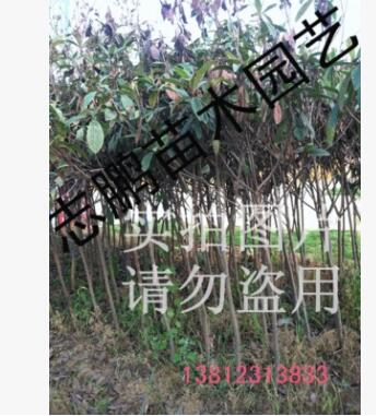 供應(yīng)綠化苗木 琵琶樹 琵琶苗 4--12公分 量大從優(yōu)