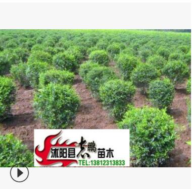 出售綠化苗木 水蠟 水蠟苗2--3分枝 20--50高