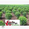出售綠化苗木 水蠟 水蠟苗2--3分枝 20--50高