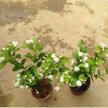 茉莉盆栽重瓣白茉莉花苗雙色茉莉花苗盆栽銀絲茉莉綠植夜來香盆栽