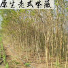 廠家供應綠化風景樹 原生老式紫薇苗木 行道綠化園林樹苗