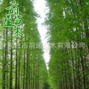 基地直銷各種規(guī)格1--20CM水杉樹 大量供應風景樹行道樹美化工程