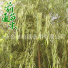 垂柳 基地直銷 垂柳綠化環(huán)境風景樹 園藝園林 品種齊全柳樹小苗