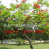 合歡樹苗批發 庭院觀花植物 綠化工程花卉苗木 規格齊全 行道樹