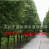 批發銷售花卉綠化水杉樹 水杉行道樹品質保證 量大價格優