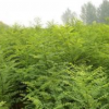 供應工程苗優質金葉榆球