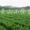 龍柏
