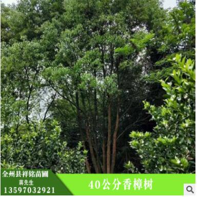 批發(fā)香樟樹 香樟樹專供 護(hù)坡綠化 濕地綠化 香樟樹樹苗 綠化植物