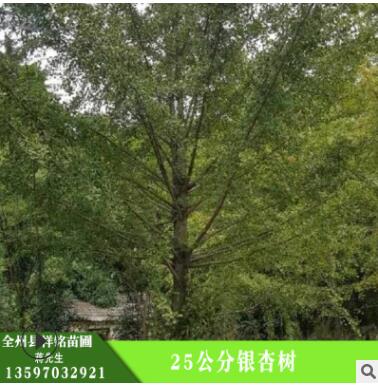 批發(fā)銀杏樹 25公分銀杏樹 護(hù)坡綠化 濕地綠化銀杏現(xiàn)貨