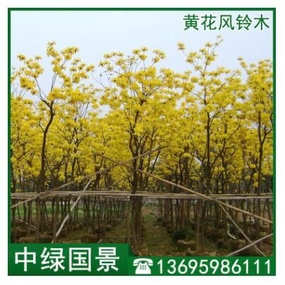 黃花風(fēng)鈴木批發(fā) 綠化苗木 移植苗 假植木 福建產(chǎn)地直銷