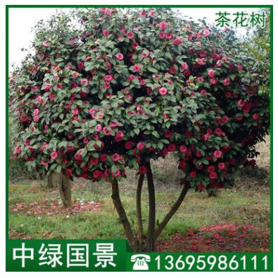 茶花樹批發 苗圃低價直銷綠化苗木 移植苗