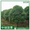 桂花樹批發(fā) 桂花樹苗地苗移植苗 福建廠家批發(fā)