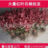 紅葉石楠批發(fā)紅羅賓火焰紅包郵10-120cm綠化咸寧石楠